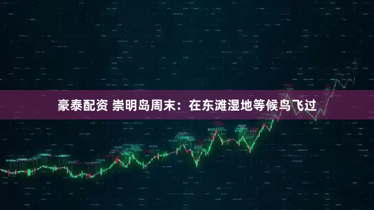 豪泰配资 崇明岛周末：在东滩湿地等候鸟飞过